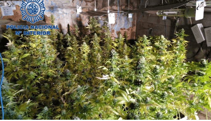 La Policía Nacional desmantela dos plantaciones de marihuana en Badajoz