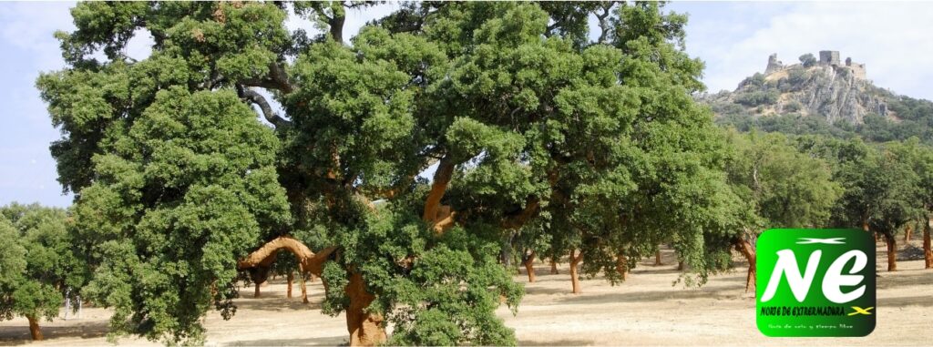 ▷ Villanueva de la Sierra fiesta del arbol 2020