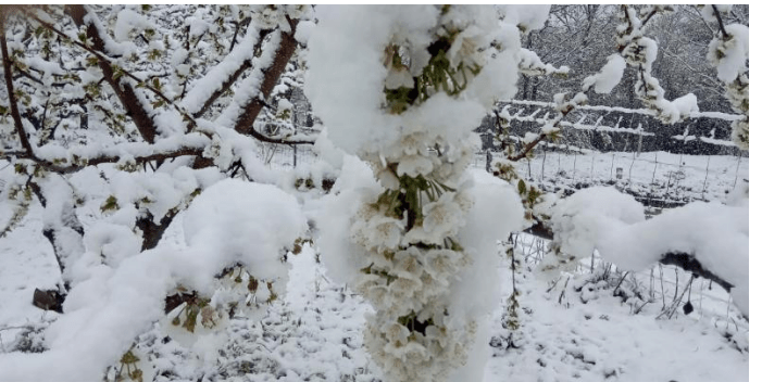 Nieva en Hervas y su comarca