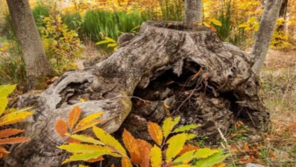 Otoño mágico guia para no perderse