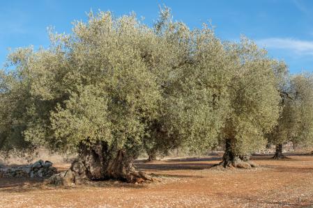 El aceite de oliva se enfrenta a una de las peores cosechas de la historia en España