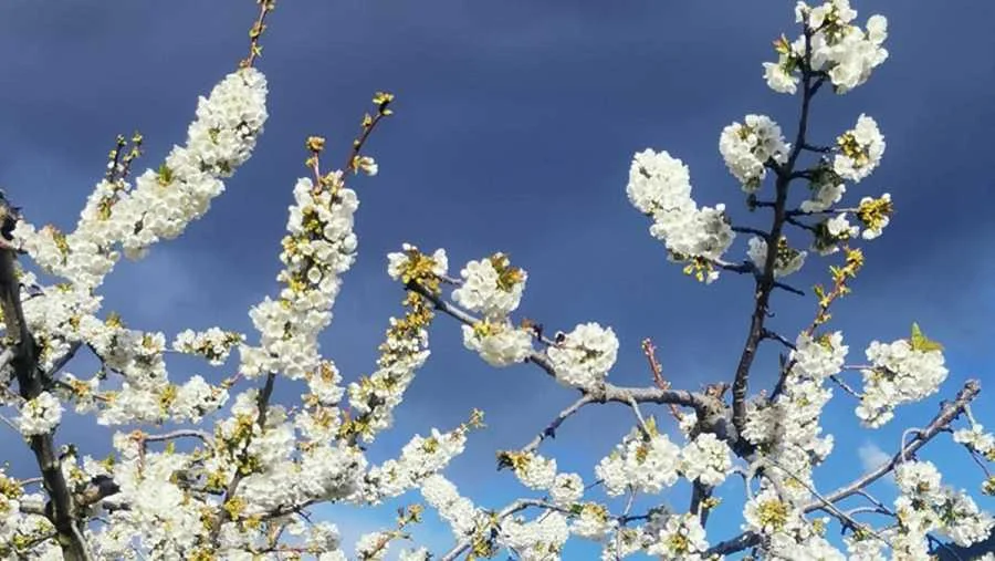 Descubre los mejores lugares para fotografiar la floración de los cerezos en el Valle del Jerte