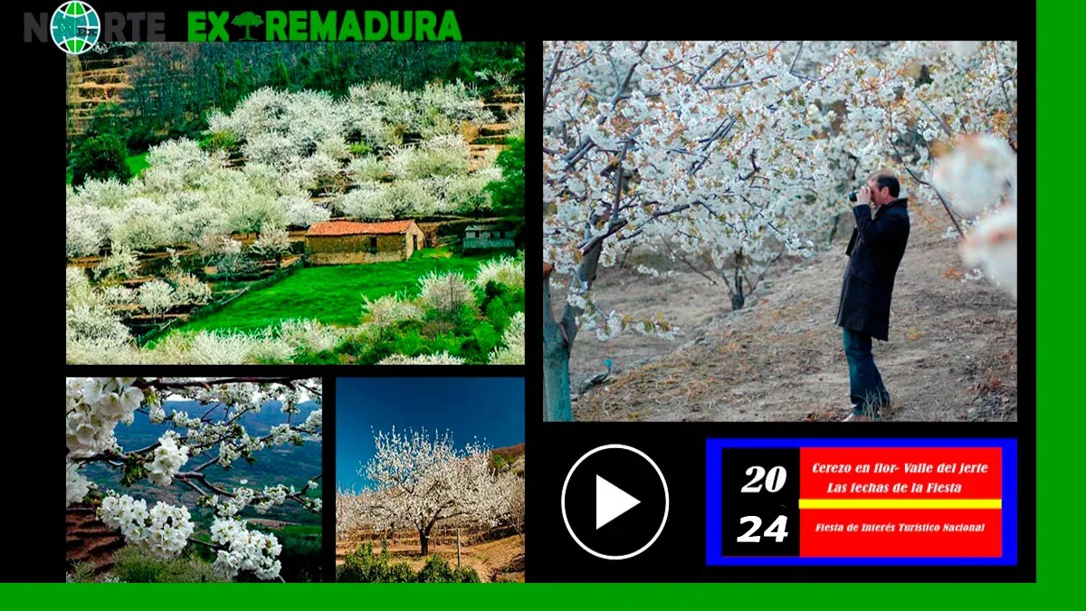 Cerezo en Flor 2024: la fiesta de la primavera en el Valle del Jerte