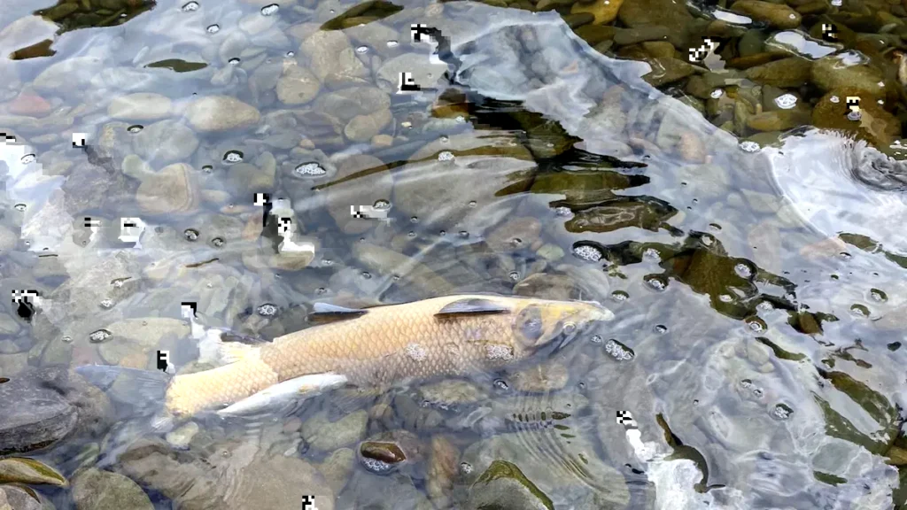 Ciento de peces muertos en el río Hurdano