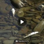 Ciento de peces muertos en el río Hurdano