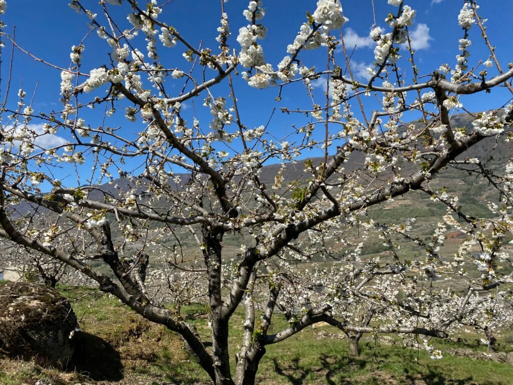 a tree with white flowers in the middle of a field