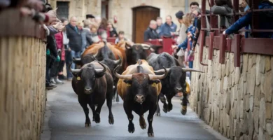 Un toro se escapa de un encierro en Pantoja mata a una persona y deja 3 heridos incluyendo una niña