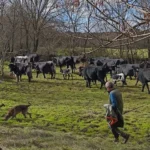 La Trashumancia en Extremadura: Un Legado Vivo que Resiste el Paso del Tiempo