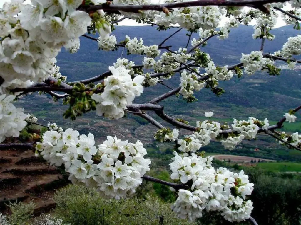 Cerezo en Flor 2025 cartel ganador: En los bancales ya es primavera