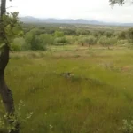 GÉNESIS DE UNA ROMERIA ESPURIA (II)
