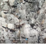 Los buitres salvajes de la Cervigona: un espectáculo natural en la Sierra de Gata