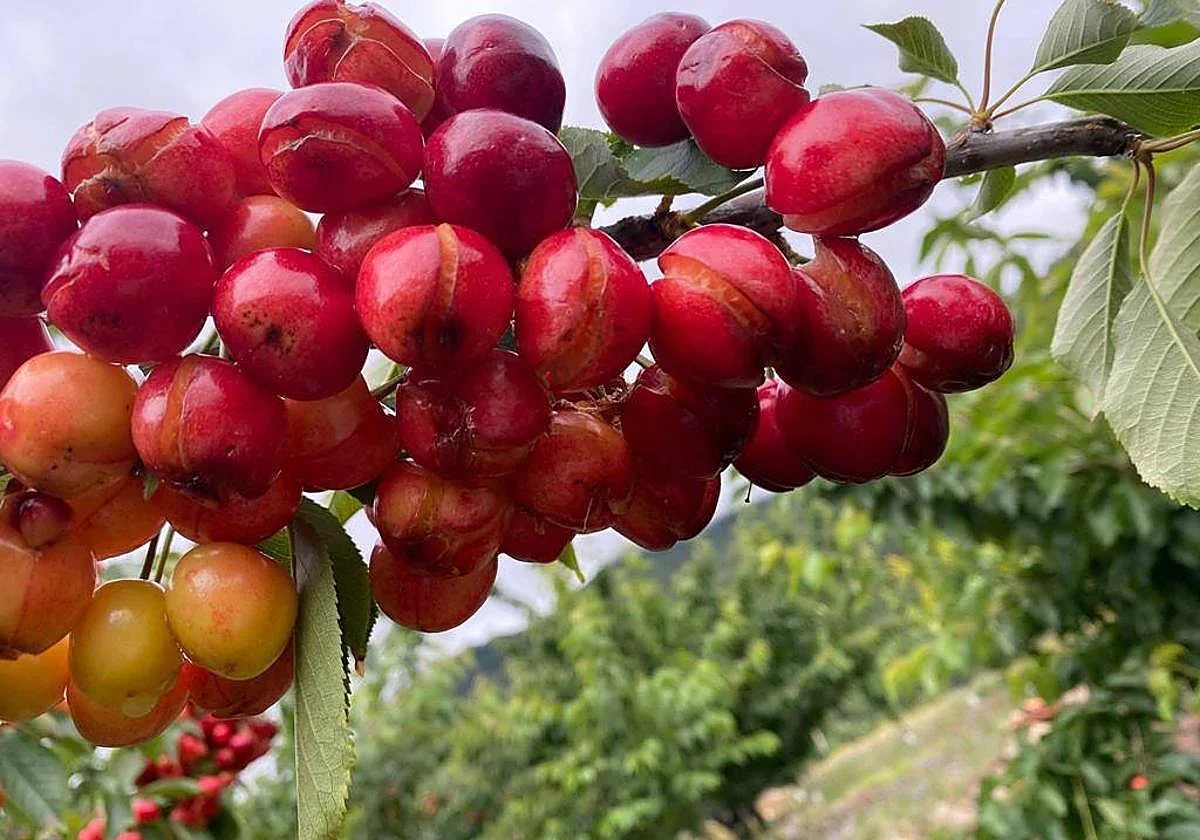 Cherry field