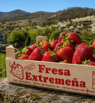 Fresas de Casas del Monte: el sabor rojo del Valle del Ambroz