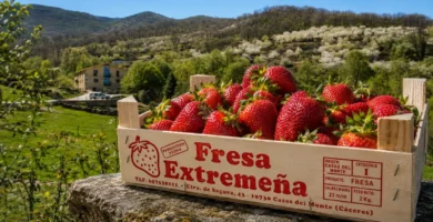 Fresas de Casas del Monte: el sabor rojo del Valle del Ambroz